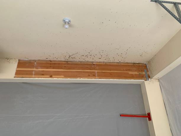 Best Dehumidification Services  in Vallejo, CA