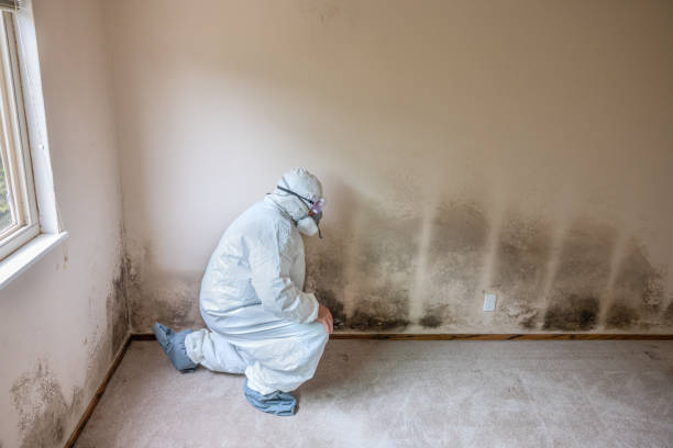 Best Forensic Mold Investigation  in Vallejo, CA